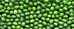 Moong Bean